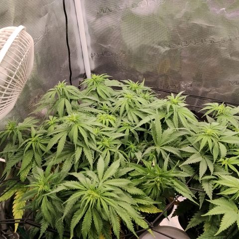 Special Queen 1 growlog timeline photo