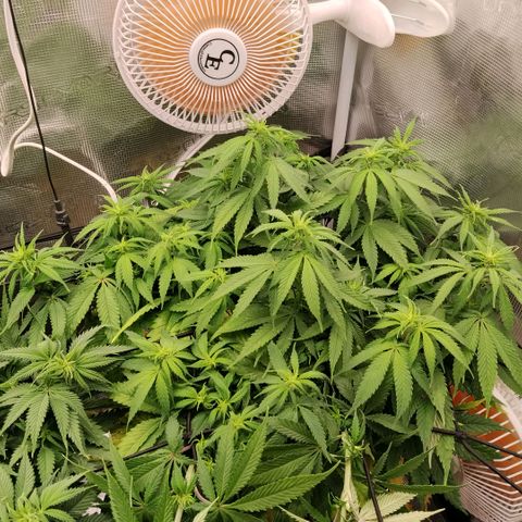 Special Queen 1 growlog timeline photo