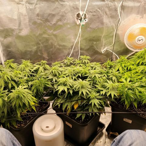 Special Queen 1 growlog timeline photo