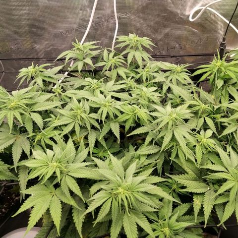 Special Queen 1 growlog timeline photo