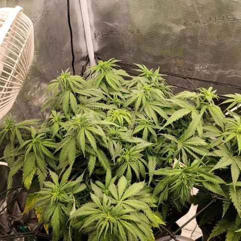 Special Queen 1 growlog timeline photo
