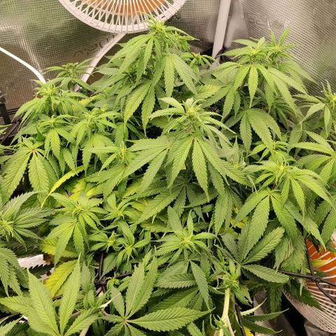 Special Queen 1 growlog timeline photo