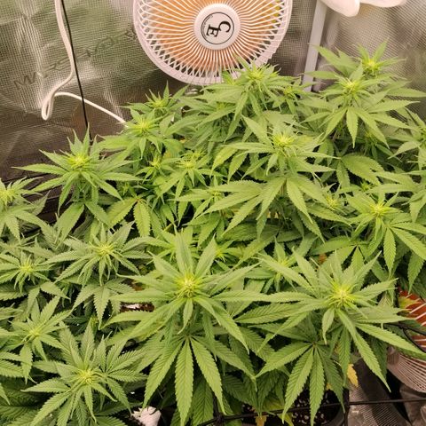 Special Queen 1 growlog timeline photo