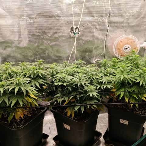 Special Queen 1 growlog timeline photo