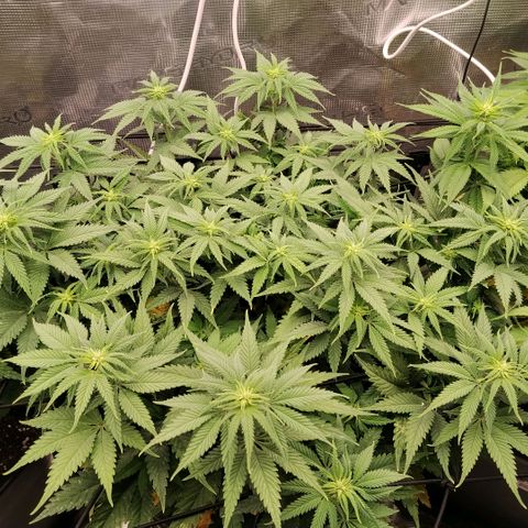 Special Queen 1 growlog timeline photo