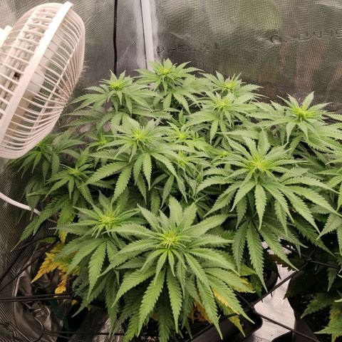 Special Queen 1 growlog timeline photo