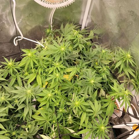 Special Queen 1 growlog timeline photo