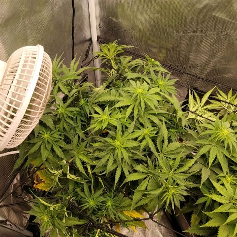 Special Queen 1 growlog timeline photo