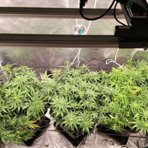 Special Queen 1 growlog timeline photo