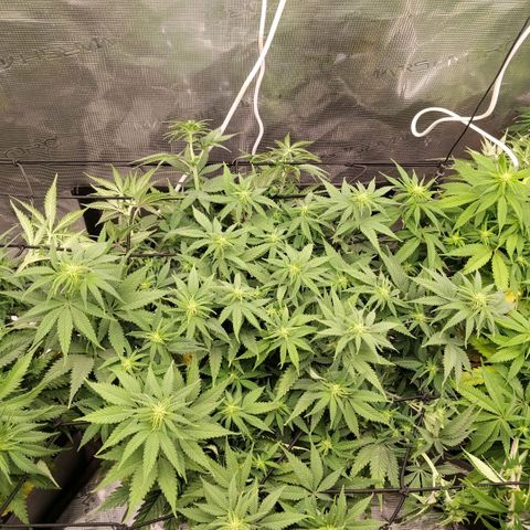 Special Queen 1 growlog timeline photo