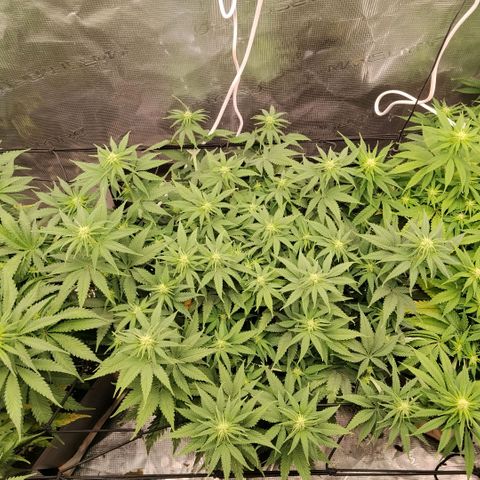 Special Queen 1 growlog timeline photo