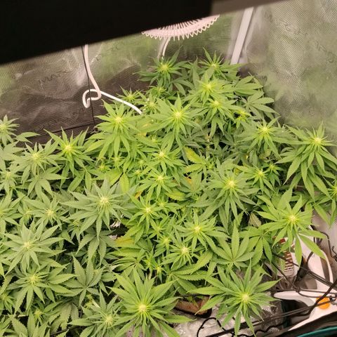 Special Queen 1 growlog timeline photo
