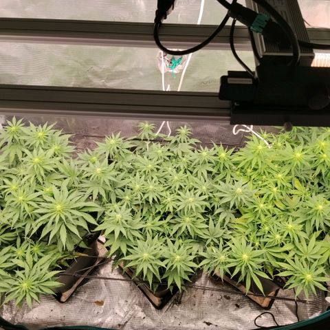 Special Queen 1 growlog timeline photo