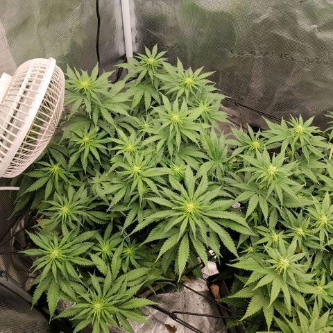 Special Queen 1 growlog timeline photo