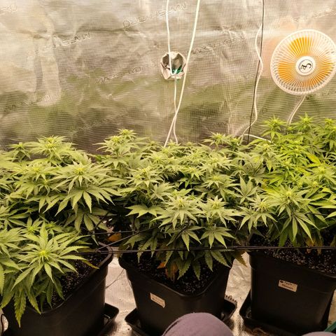 Special Queen 1 growlog timeline photo