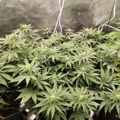 Special Queen 1 growlog timeline photo