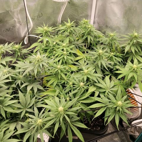 Special Queen 1 growlog timeline photo