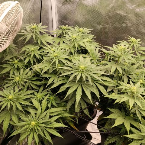 Special Queen 1 growlog timeline photo