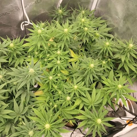 Special Queen 1 growlog timeline photo