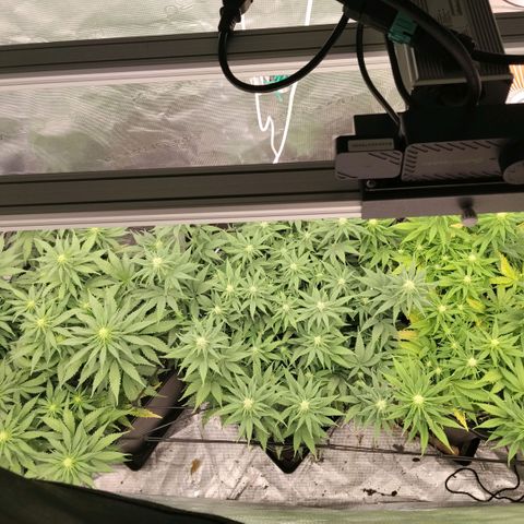 Special Queen 1 growlog timeline photo