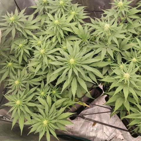 Special Queen 1 growlog timeline photo