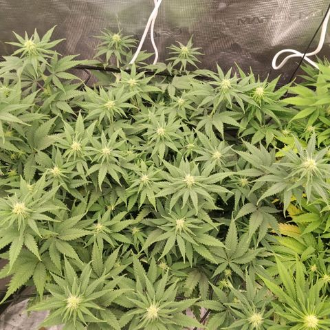 Special Queen 1 growlog timeline photo