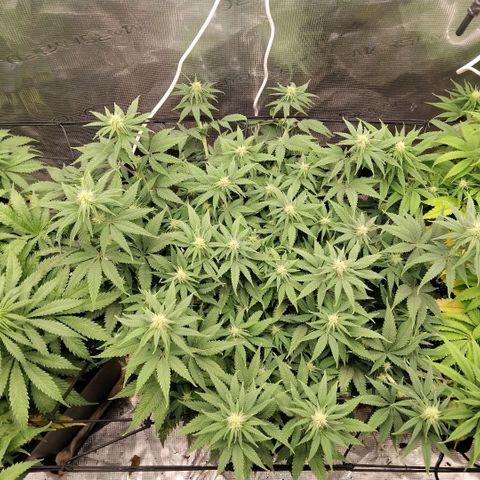 Special Queen 1 growlog timeline photo