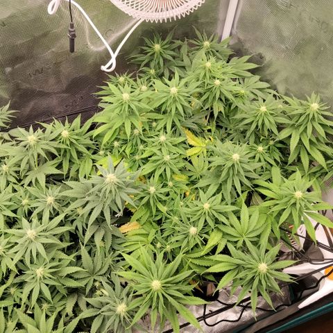 Special Queen 1 growlog timeline photo