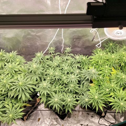 Special Queen 1 growlog timeline photo