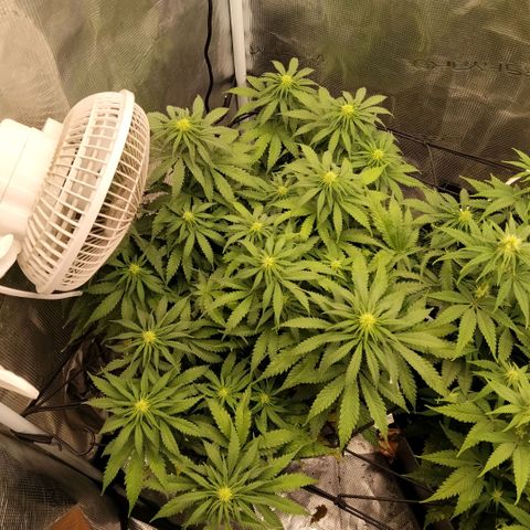 Special Queen 1 growlog timeline photo