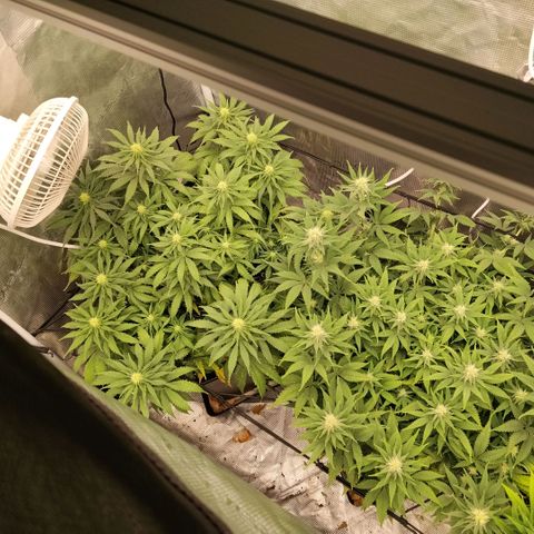 Special Queen 1 growlog timeline photo