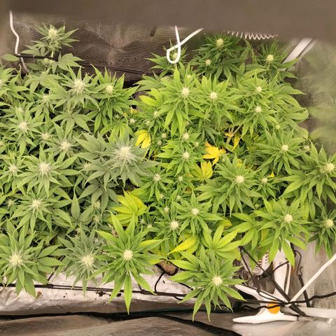 Special Queen 1 growlog timeline photo