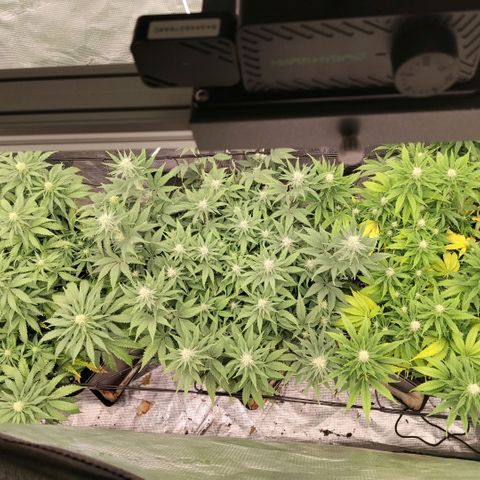 Special Queen 1 growlog timeline photo