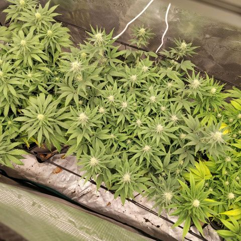 Special Queen 1 growlog timeline photo
