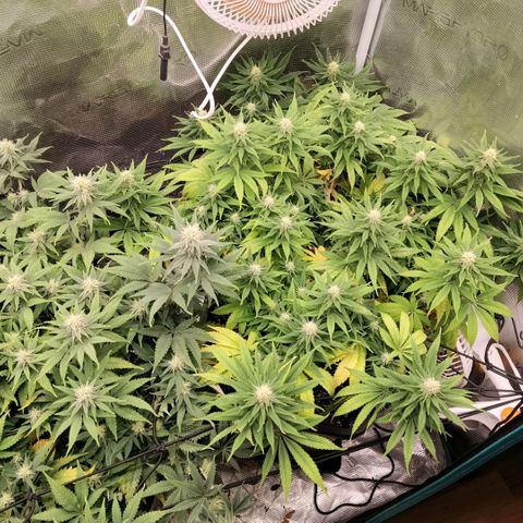 Special Queen 1 growlog timeline photo