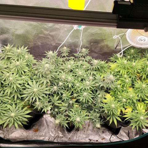 Special Queen 1 growlog timeline photo