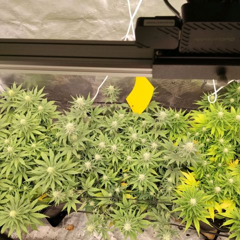 Special Queen 1 growlog timeline photo