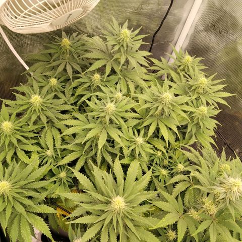 Special Queen 1 growlog timeline photo