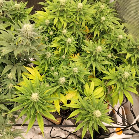 Special Queen 1 growlog timeline photo