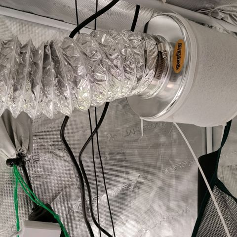 Special Queen 1 growlog timeline photo