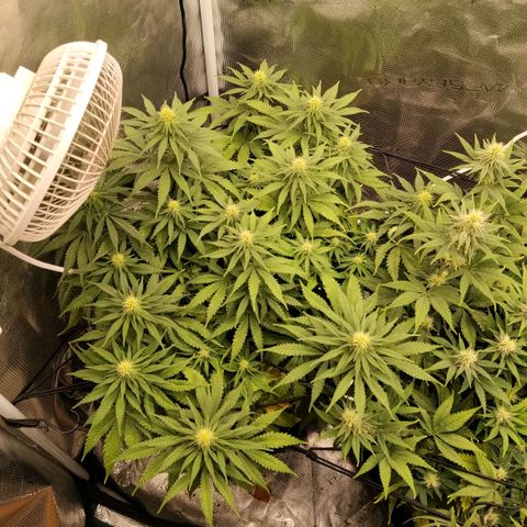 Special Queen 1 growlog timeline photo