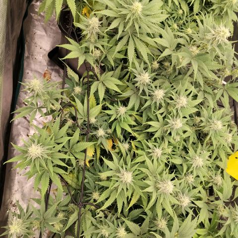 Special Queen 1 growlog timeline photo
