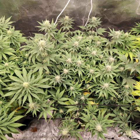 Special Queen 1 growlog timeline photo