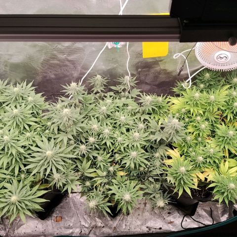 Special Queen 1 growlog timeline photo
