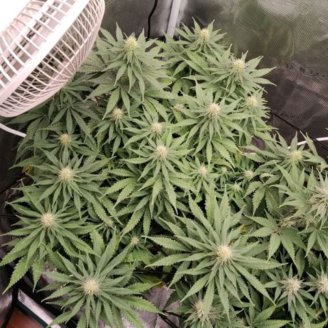 Special Queen 1 growlog timeline photo