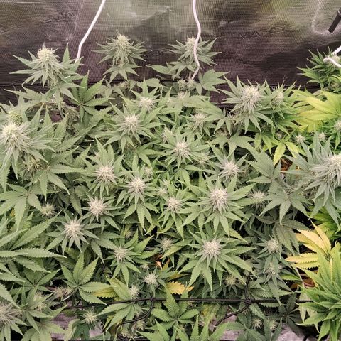 Special Queen 1 growlog timeline photo