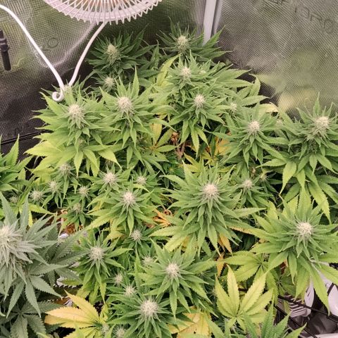Special Queen 1 growlog timeline photo