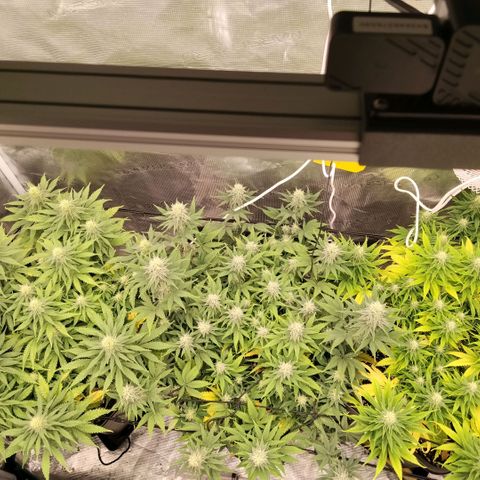 Special Queen 1 growlog timeline photo