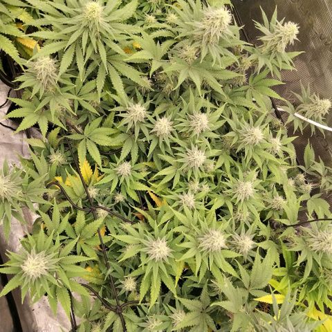 Special Queen 1 growlog timeline photo
