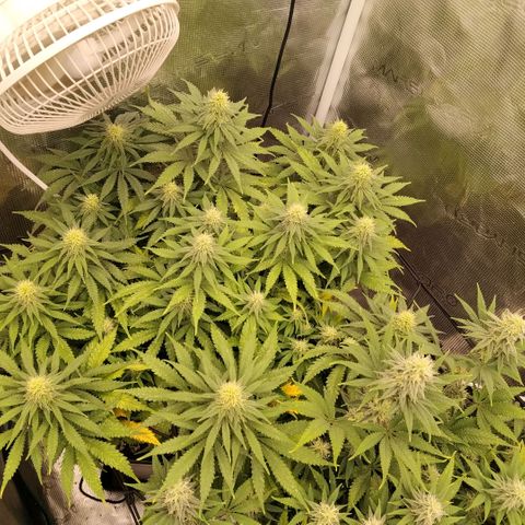 Special Queen 1 growlog timeline photo